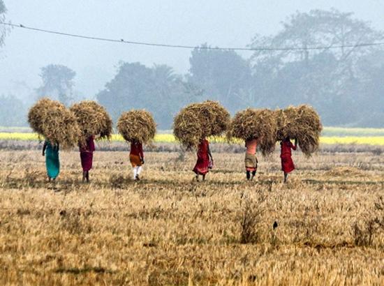 Farmers should be nudged away from growing already overproduced crops: Economic Survey