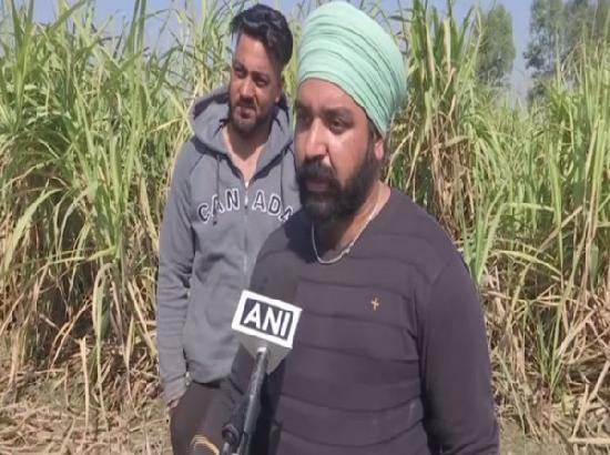 Punjab polls: 'Disappointed' sugarcane farmers refuse to vote, say no government serious a