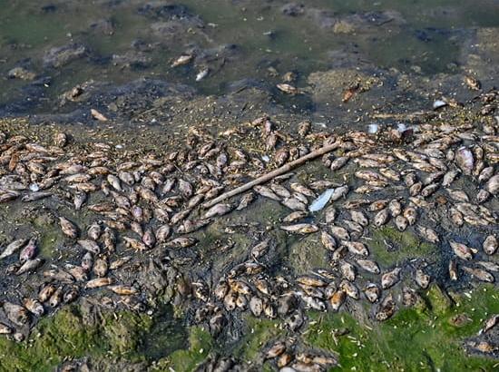 Govt issues advisory against consuming unknown fish swept in from Nepal floodwaters