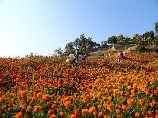 Florists in Kathmandu get busy plucking flowers as Tihar festival begins in Nepal