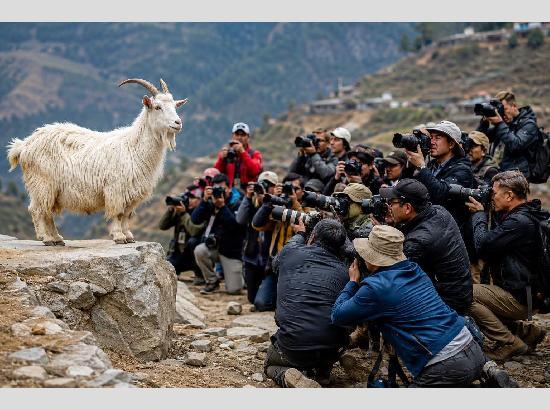 Miracle or Mystery? ‘Divine’ goat draws crowds in Kullu, raising questions of faith and science