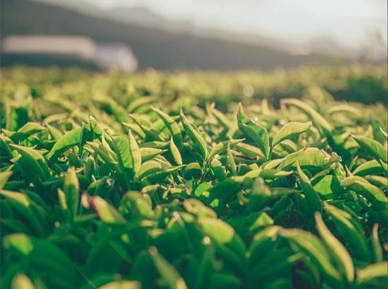 Tea, berries, dark chocolate, apples can lead to a longer life span: Study