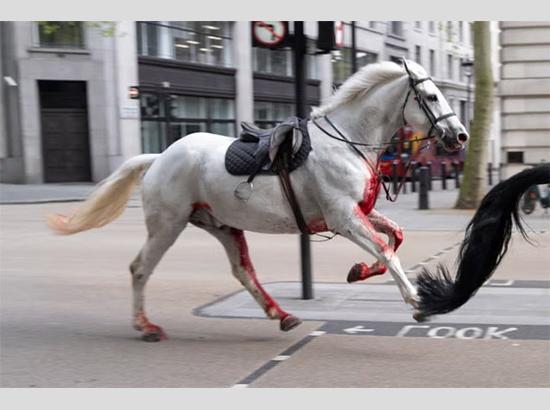 Breaking: Punjab declares this area Red Zone after deadly horse disease detected