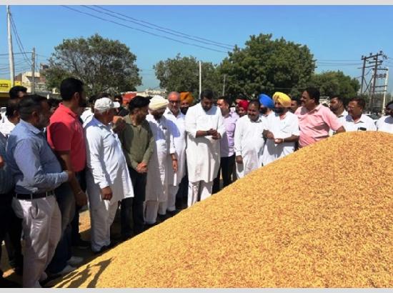 MLA Goldy launches paddy procurement at Jalalabad, Ghubaya mandis
