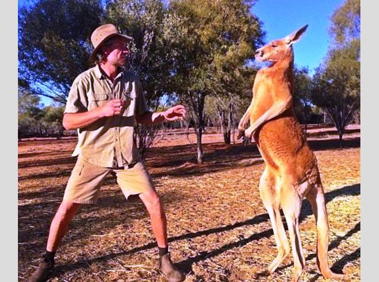 Kangaroo Fight Human