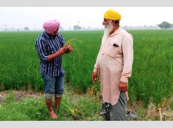 PAU-KVK advises farmers to stay vigilant against rice dwarf disease; avoid pesticides without expert guidance
