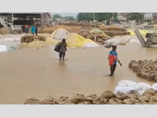 Punjab rains damage standing crops, submerge paddy in Mandis; Farmers face major losses