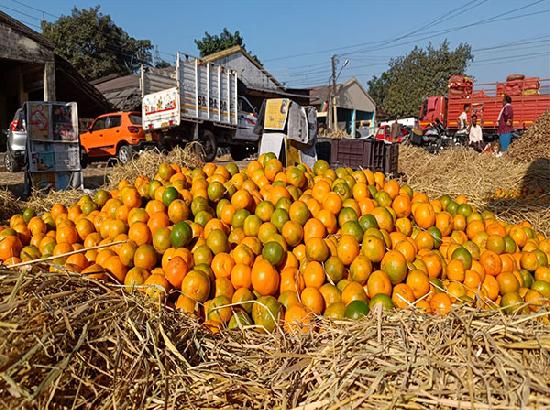 Darjeeling orange farmers in deep crisis as high taxes and market floods hinder exports