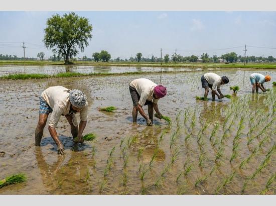 Punjab issues paddy sowing schedule; Govt divides state into 4 zones to save water, power