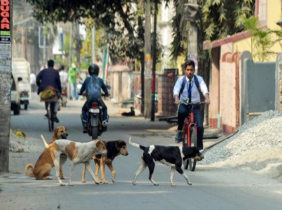 Shimla Municipal Corporation launches mass anti-Rabies vaccination for stray dogs, targets 4,000 animals