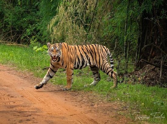 MP once again becomes tiger state with maximum number of tigers; CM Chouhan extends greetings