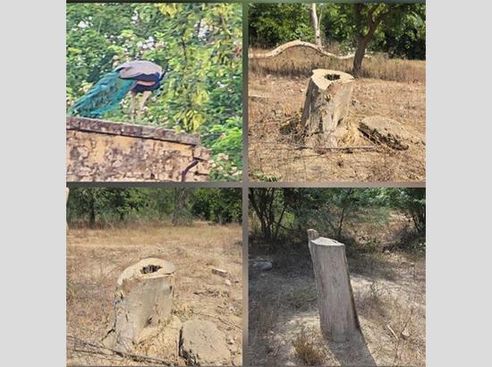 Breaking: HC Stays Tree Felling for Longowal Sports Stadium, Seeks Affidavit from State Government