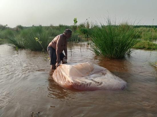 Massive raid along Sutlej river bank: 24,000 liters of illicit liquor destroyed