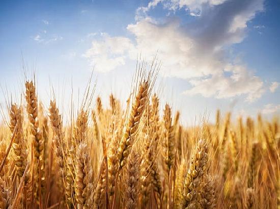 Wheat procurement crosses last year's figure, comfortable to meet demand: Food ministry