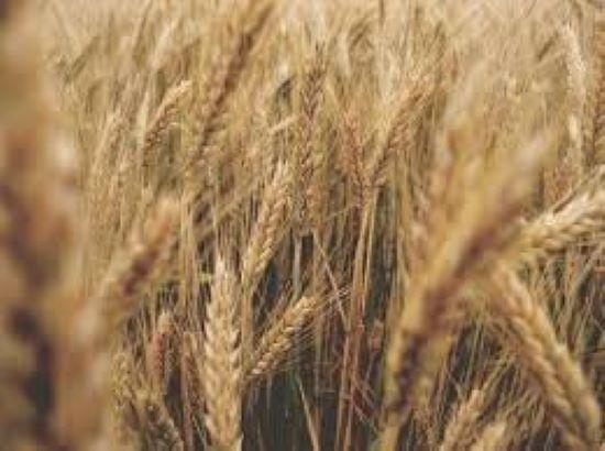 Breaking: Centre approves Wheat Procurement relaxation for Punjab after untimely rains