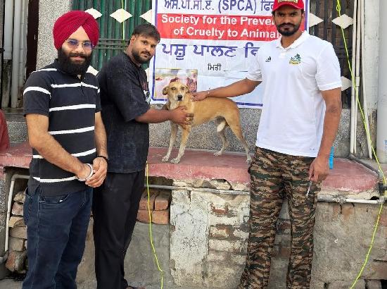 96 stray dogs vaccinated at Free Anti-Rabies Vaccination Camp in Ferozepur